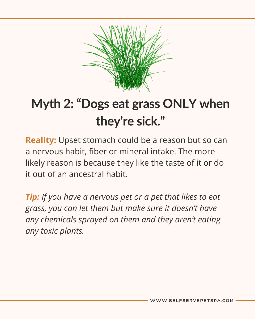 Myth: Dog's eat grass only they're sick