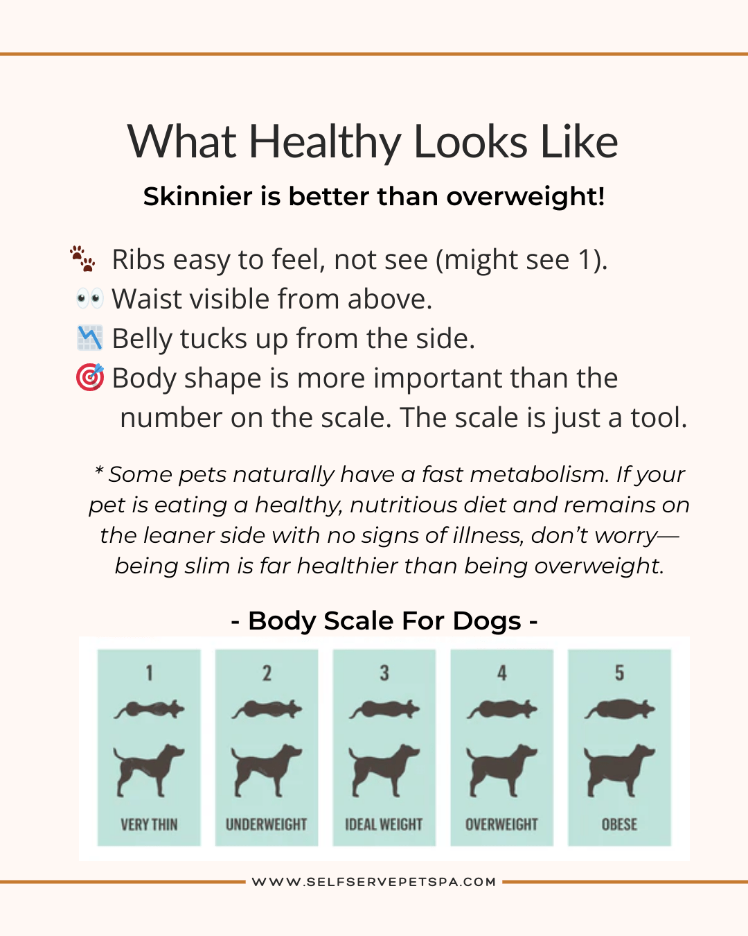 What a healthy dog looks like