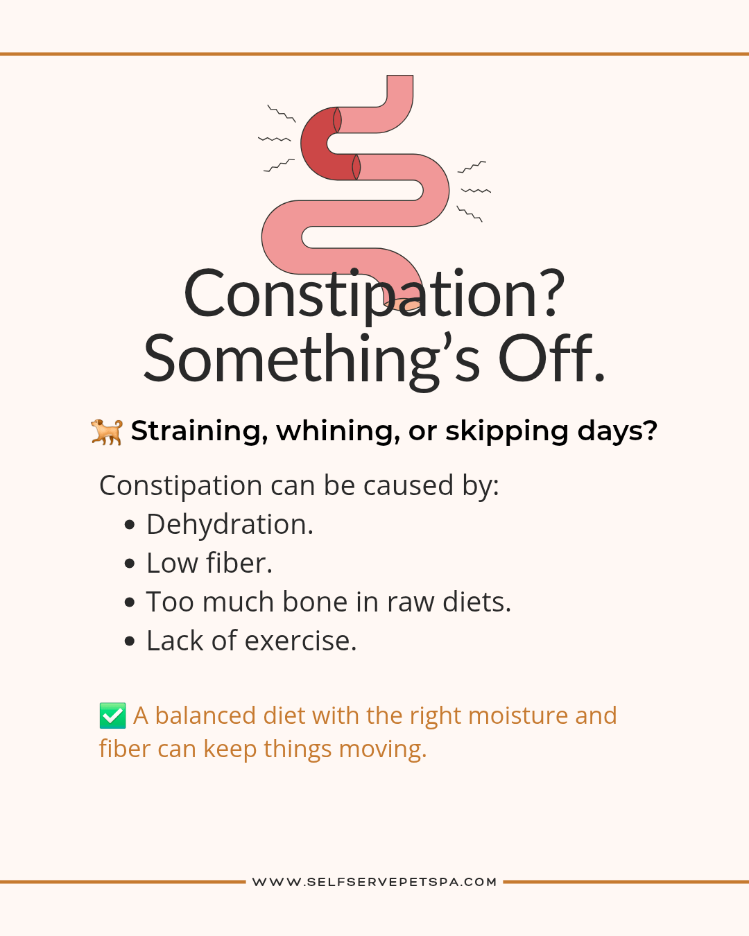 is your dog constipated?